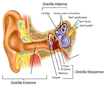 Exocapteur le système vestibulaire